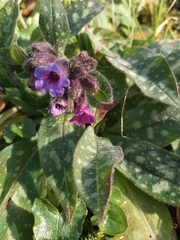 Pulmonaria