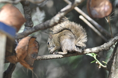 Sciurus aestuans ingrami