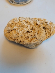 Spirobranchus triqueter