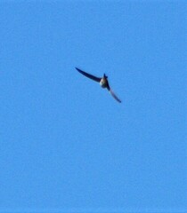 Aeronautes andecolus