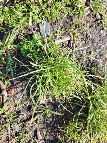 Parapholis cylindrica
