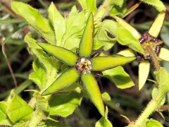 Ceropegia gerrardii image