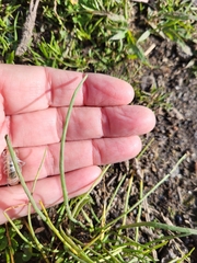 Parapholis cylindrica, photograph D Defreese, CC BY, iNaturalist via GBIF