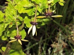 Ceropegia gerrardii image