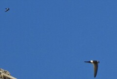 Aeronautes andecolus