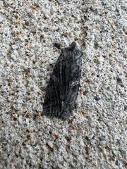 Lithophane antennata