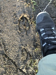 Cervus canadensis nannodes