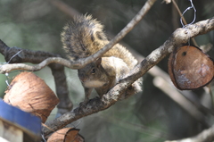 Sciurus aestuans ingrami
