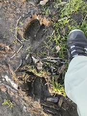 Cervus canadensis nannodes