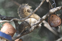 Sciurus aestuans ingrami
