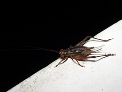 Cardiodactylus guttulus