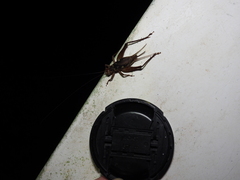 Cardiodactylus guttulus