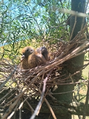 Patagioenas maculosa