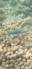 Scomberoides
