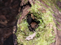 Kurixalus berylliniris