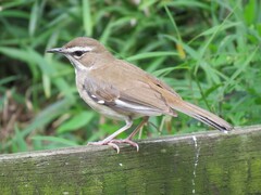 Cercotrichas signata