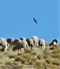 Aeronautes andecolus
