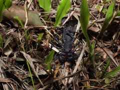 Typopeltis crucifer