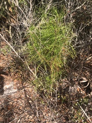 Pinus clausa