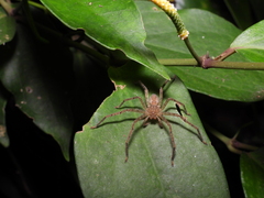 Pseudopoda