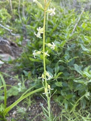 Caulanthus heterophyllus