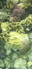 Millepora platyphylla