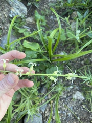 Caulanthus heterophyllus