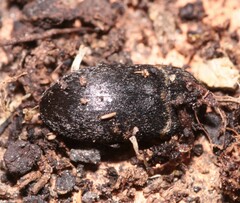 Dermestes