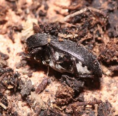 Dermestes