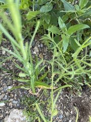 Caulanthus heterophyllus