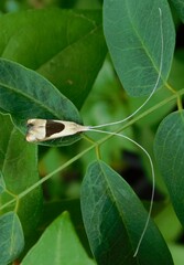 Ceromitia trigoniferella