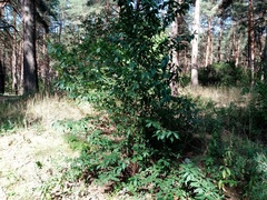 Prunus persica persica