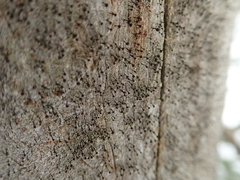 Chaenotheca ferruginea