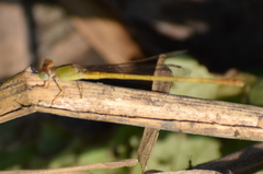 Ceriagrion coromandelianum