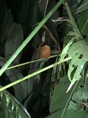 Baryphthengus martii