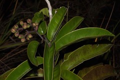 Tetracera asperula
