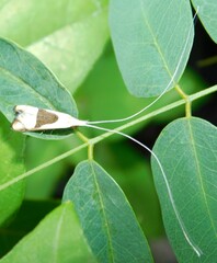 Ceromitia trigoniferella