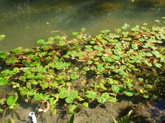 Nymphoides hydrophylla