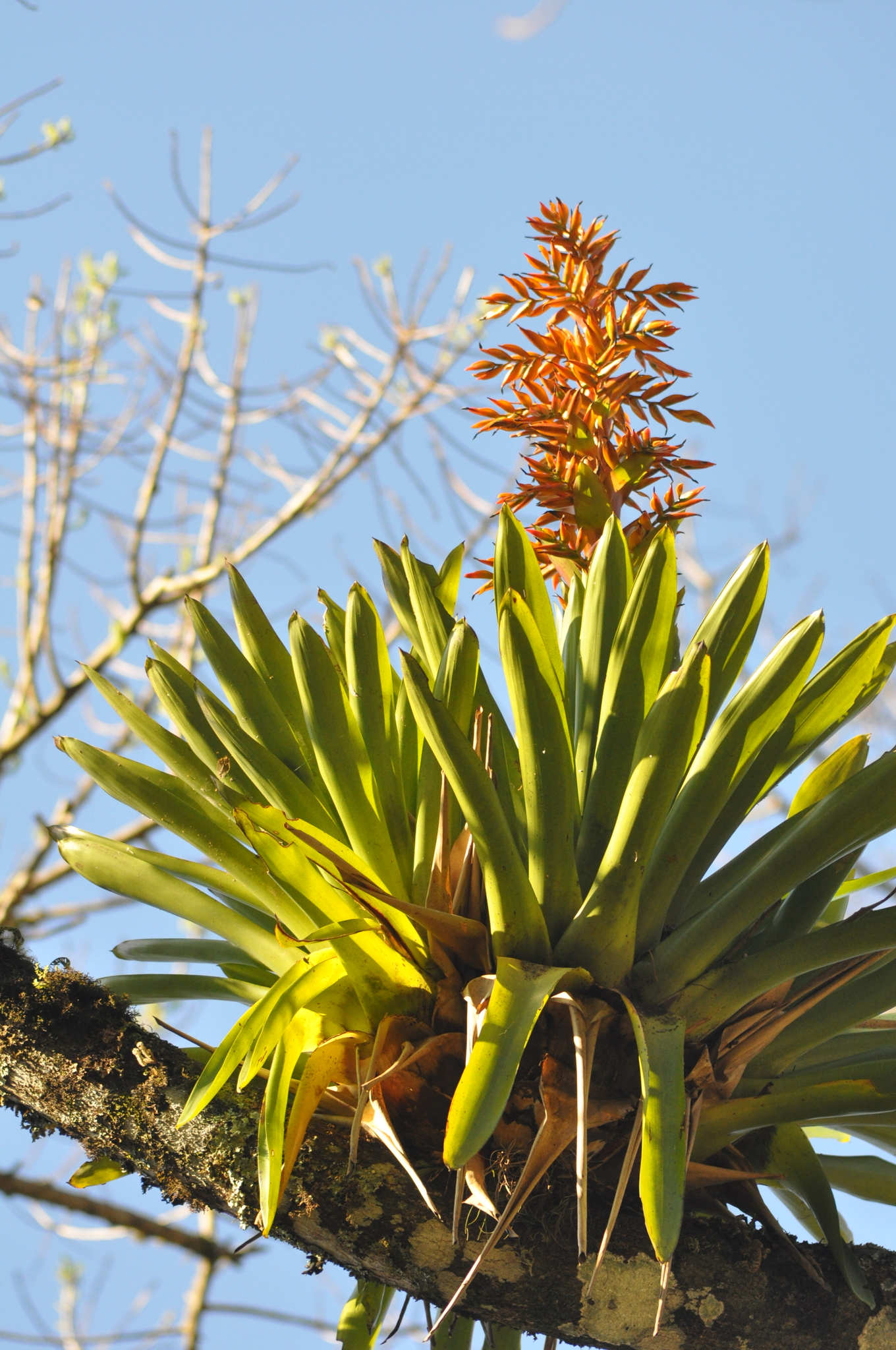 Vriesea sceptrum