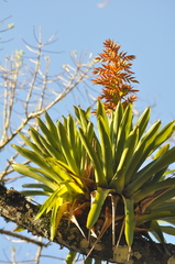 Vriesea sceptrum