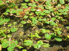 Nymphoides hydrophylla