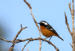 Phoenicurus moussieri