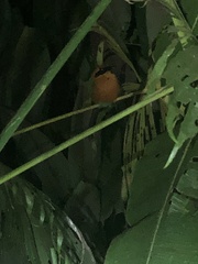 Baryphthengus martii