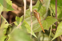 Crocothemis servilia