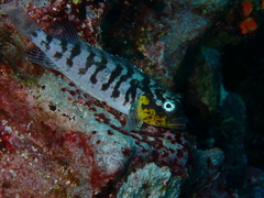 Gobioclinus dendriticus