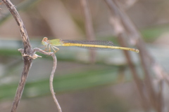 Ceriagrion coromandelianum