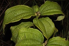 Miconia tococa