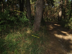 Prunus persica persica