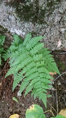 Dryopteris intermedia