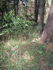 Prunus persica persica